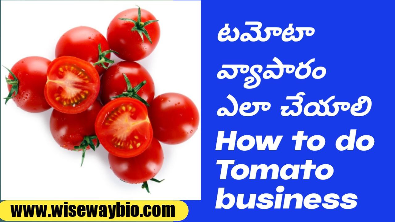 How to do tomato business